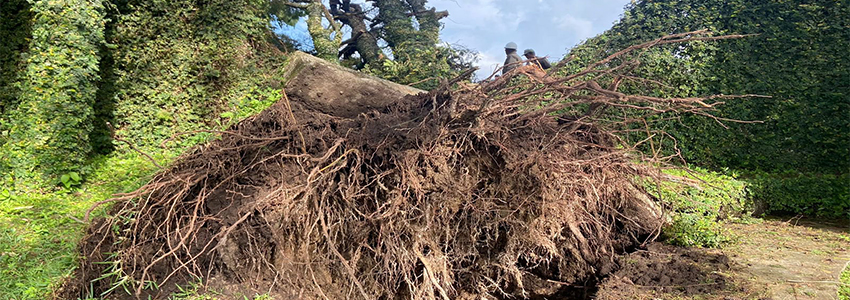 REMOCIÓN DE ÁRBOL CAÍDO EN ALTOS DE LA CIMA II